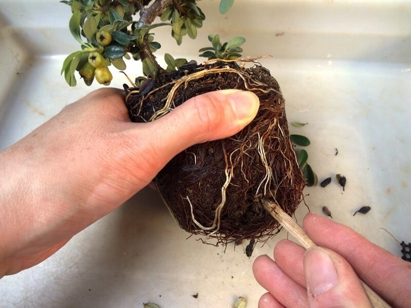 根鉢の壁を箸で崩していきます。