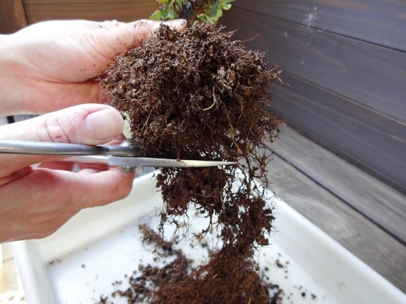 ぐるぐる回っていた根が長くほぐされました。