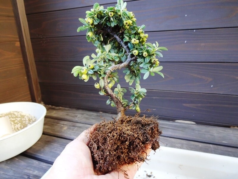 地上部と根と下準備完了