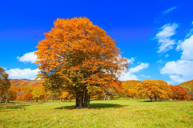 妙高笹ヶ峰牧場の紅葉