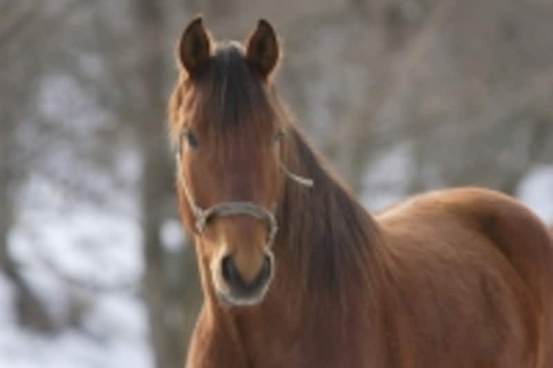馬