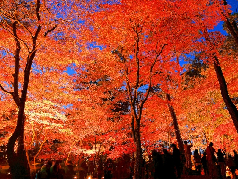 長瀞月の石もみじ公園紅葉ライトアップ