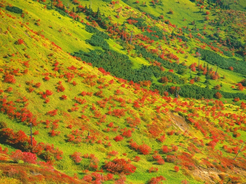 草津白根山の紅葉