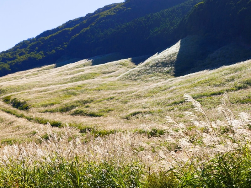 箱根仙石原のススキ