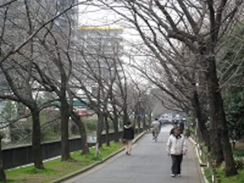 緑道