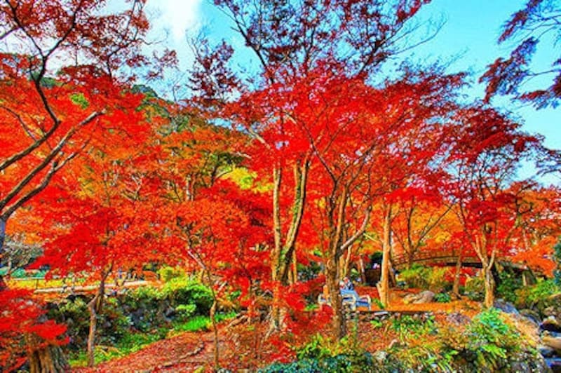 紅葉の熱海梅園