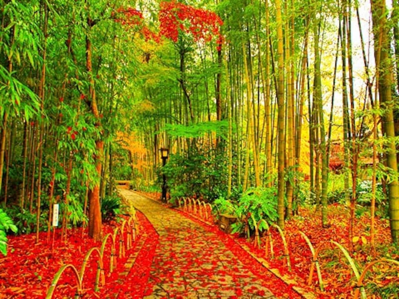 紅葉の修善寺温泉「竹林の小径」