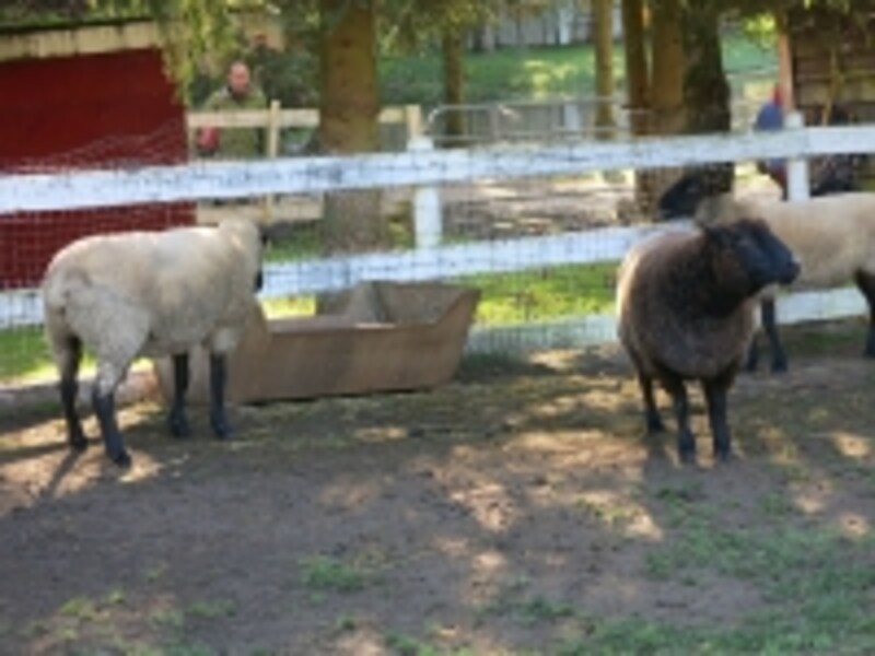 動物を見るだけでも、幼児たちのテンションはMAXに