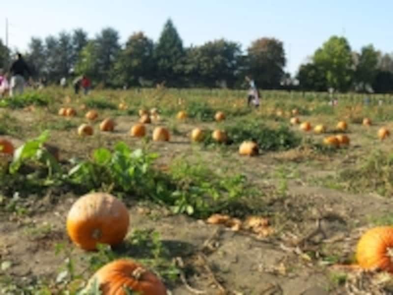 広～い畑に、かぼちゃがごろごろ。畑はがぬかるんでいることが多いので、足元には用心が必要