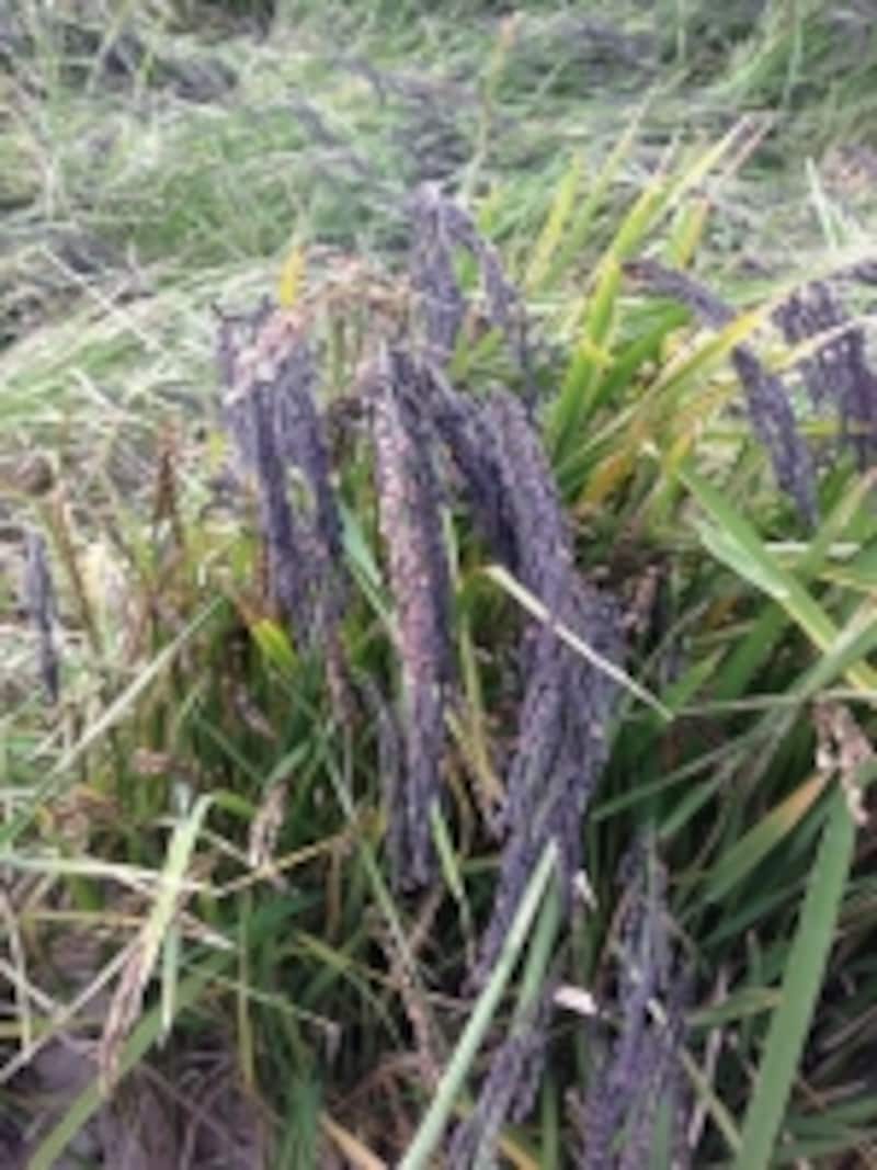 行徳野鳥観察舎