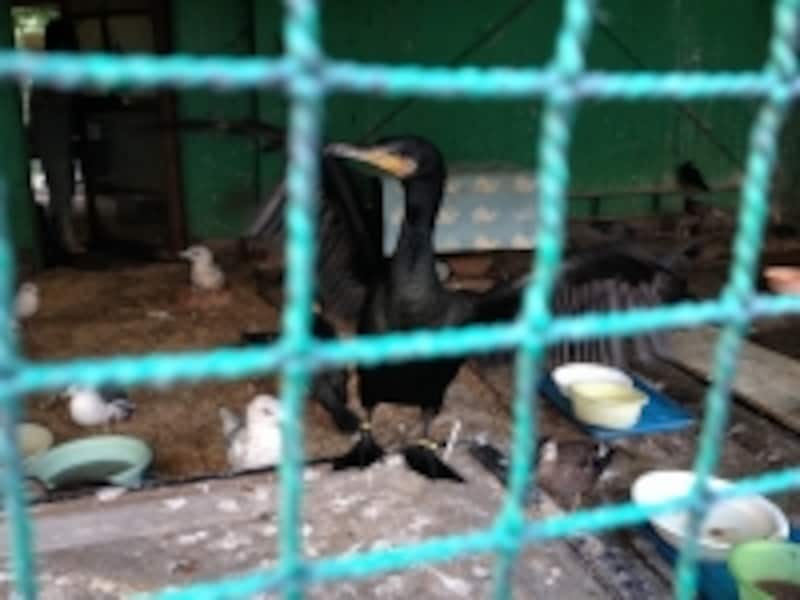 行徳野鳥観察舎