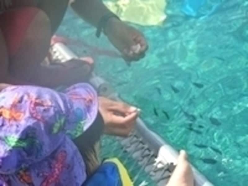 すぐそばまで魚たちがやってきます