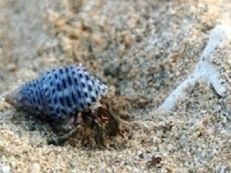 ビーチで見つけたやどかり