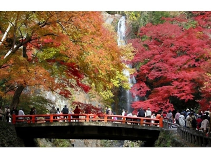 関西を代表する人気の紅葉スポット「明治の森 箕面国定公園」。特に、箕面大滝をバックに色づく紅葉は見事です。カメラを手にした観光客が多く訪れます(画像提供:大阪府箕面市)