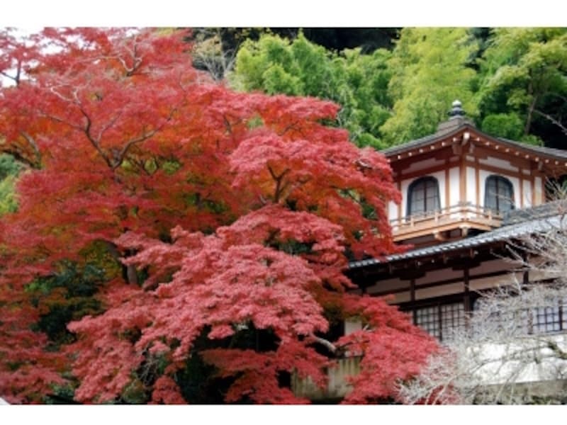 阪急箕面駅から箕面大滝に続く“滝道”にある「瀧安寺鳳凰閣」も紅葉スポットして有名です(画像提供:大阪府箕面市)