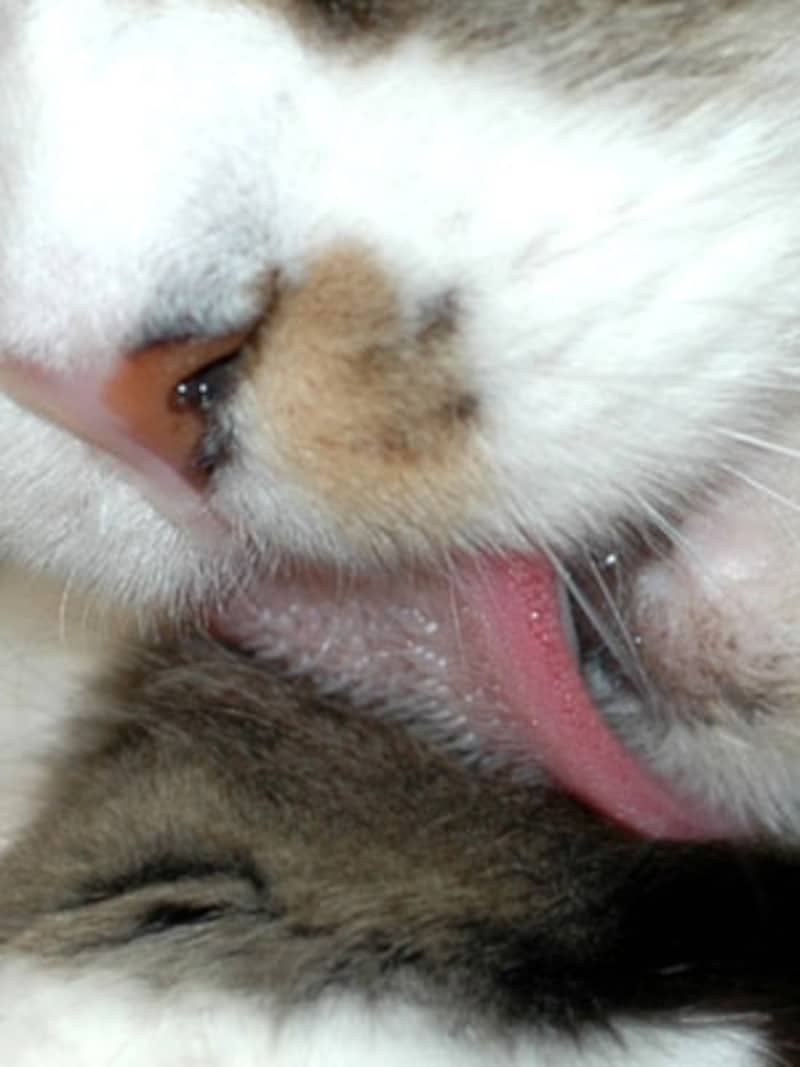 猫の舌のトゲトゲはのど元に向かって生えています