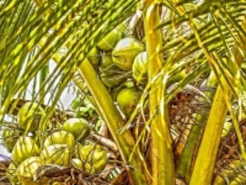 天然のココナッツから採れる良質な油は、パレオダイエット料理に欠かせない材料