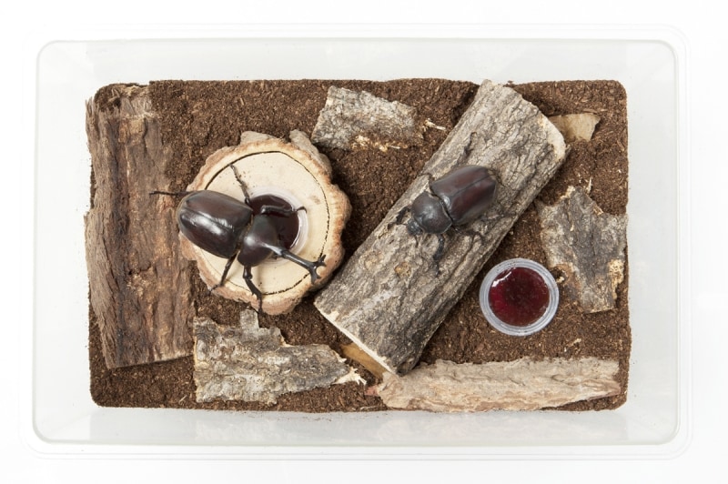 ついに飼育セットが完成。立派なカブトムシの家ができました!!