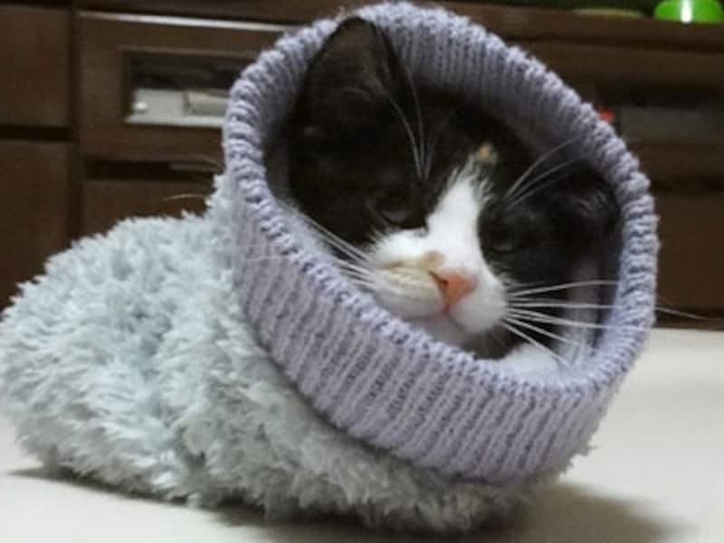ヤドカリ猫