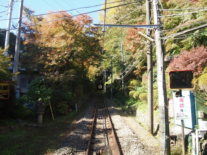 残念ながらまだ緑色のもみじ
