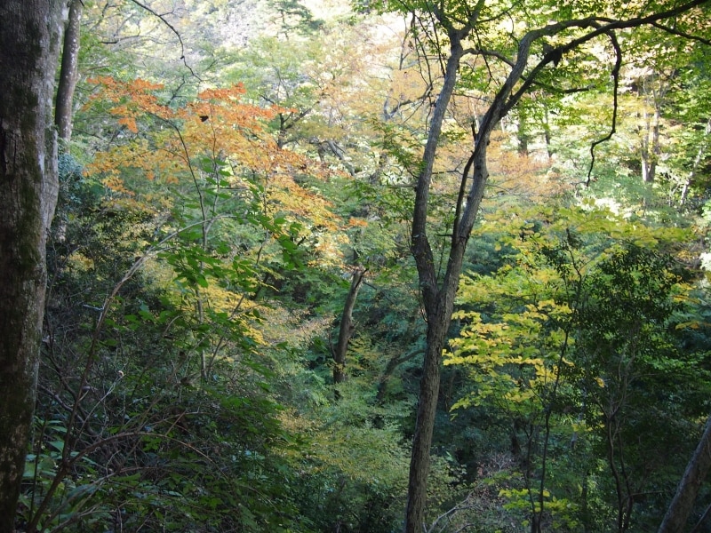 黄色といってもいろいろな黄色がある