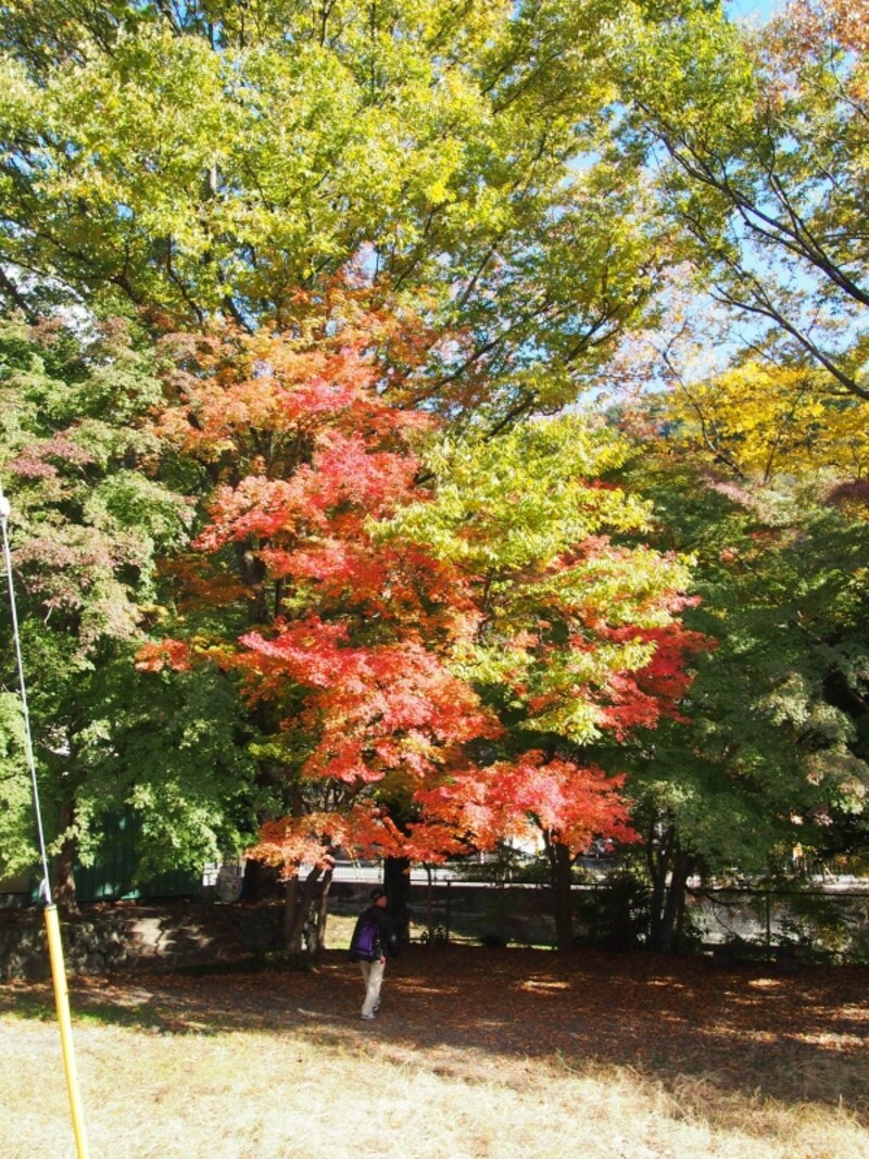 色づいているところとそうでないところがあってこれもいいかんじだ