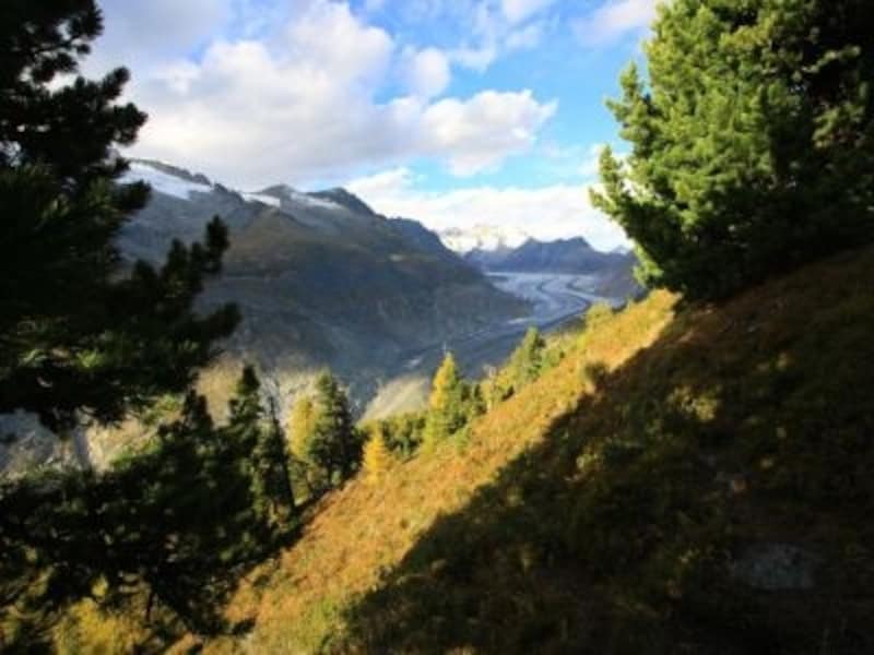 秋のアレッチの森