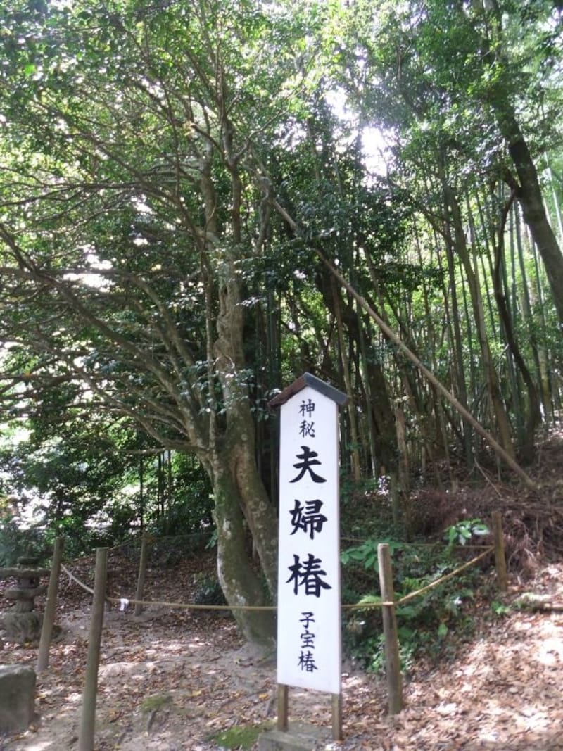 八重垣神社(2)/夫婦椿