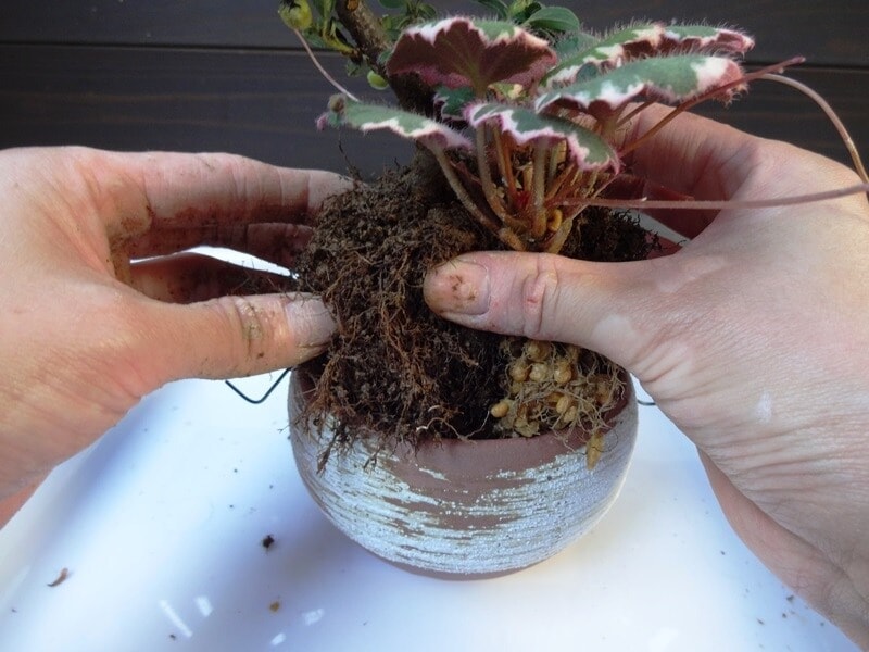 根がはみ出さない様にして鉢にセット