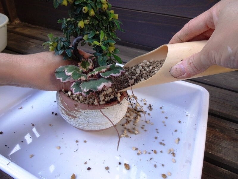 土入れで鉢の中へ用土を入れます