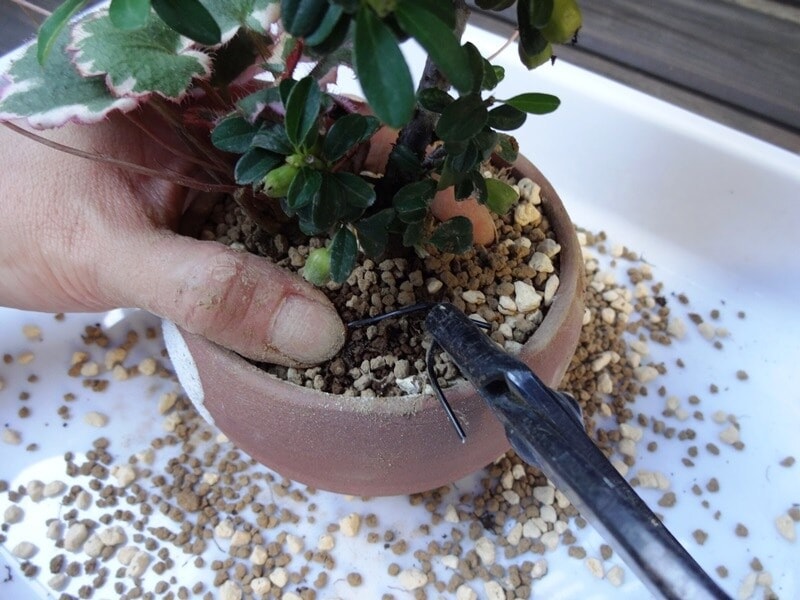 根留めの針金をねじります