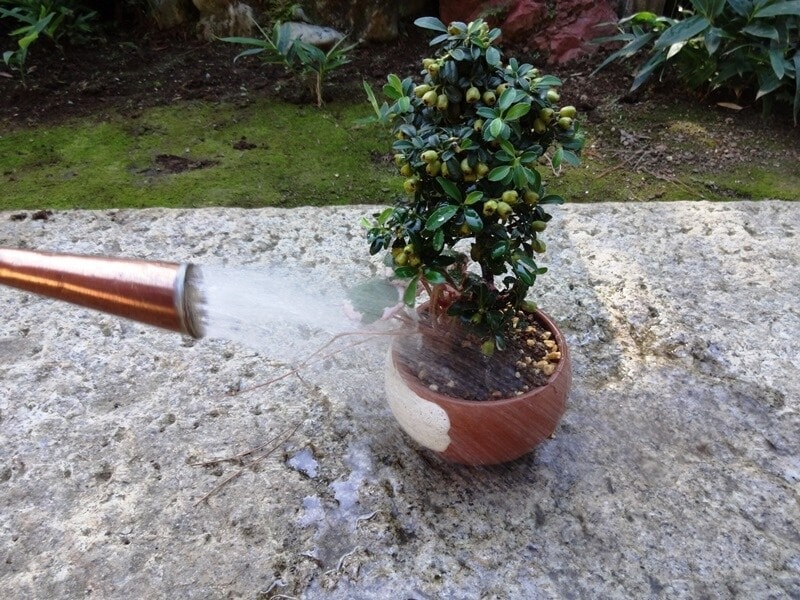 たっぷりと水やり