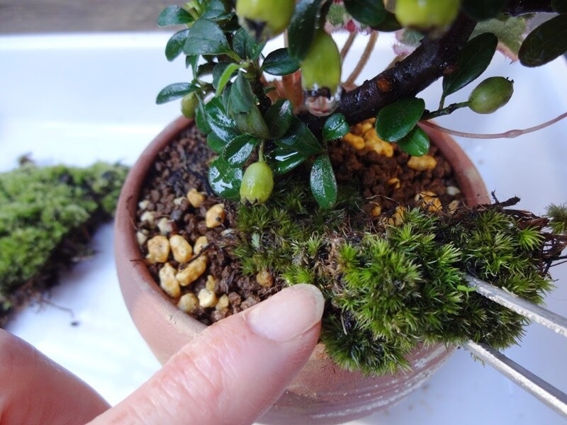 つい無言で熱中してしまう苔はり