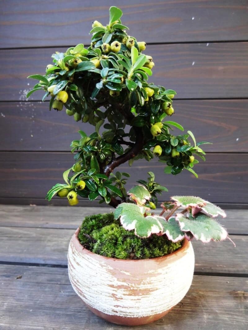 苔もはって、新生活がスタート！