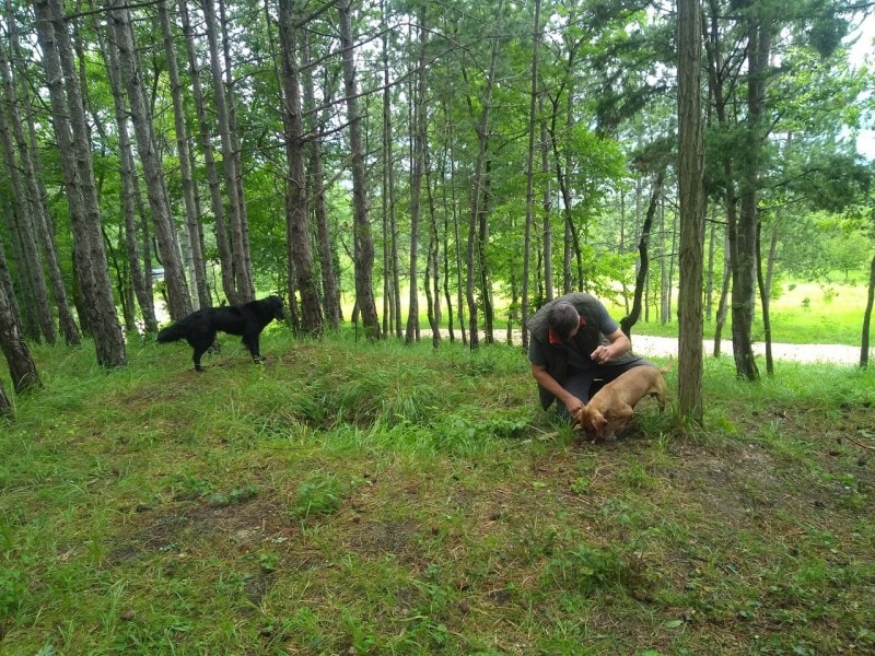 トリュフ狩りの様子