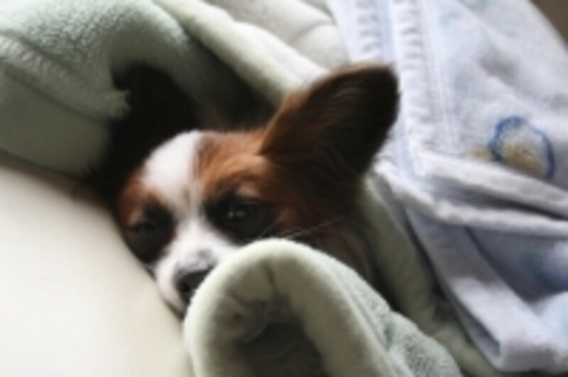inu