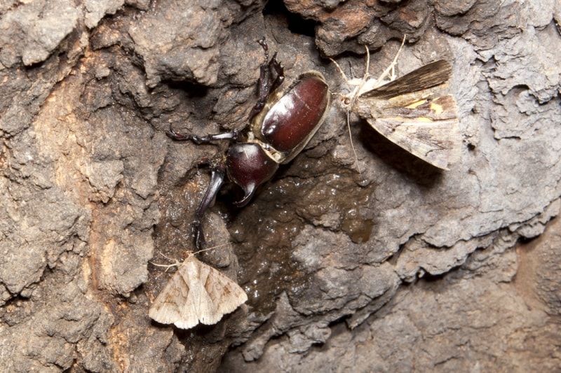 自然界ではカブトムシの寿命は2~3ヶ月ほど。夏の終わりには死んでしまう。