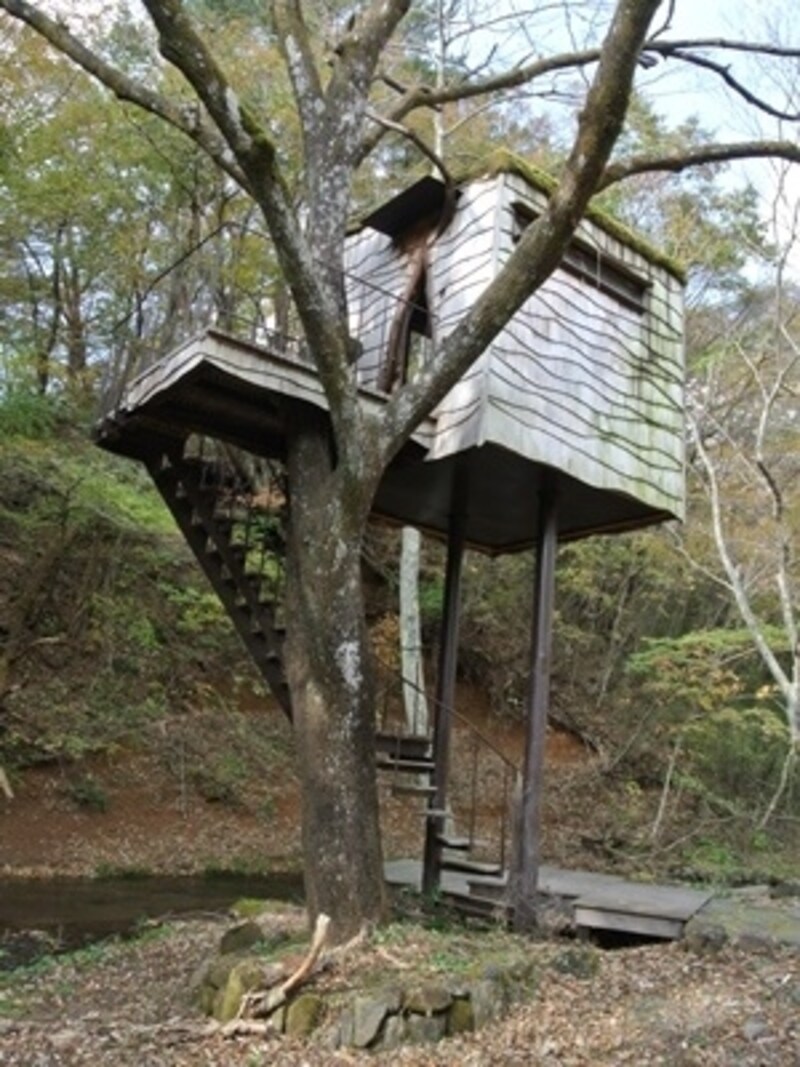 森の中にツリーハウスが！中に入って遊ぶことができます