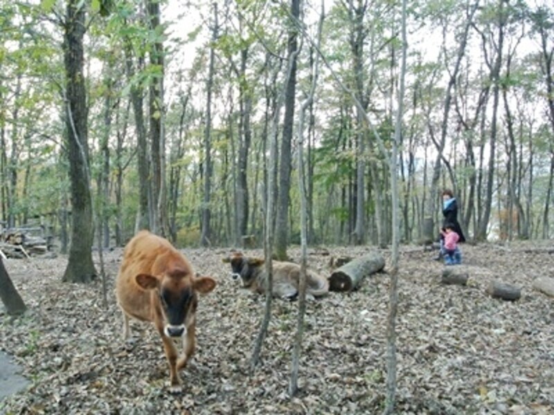 長靴を貸していただいて、牛が放たれている牧場部分をぐるりと一周。「あの牛さんがミルクをくれたんだよ～」と子どもと話ができました