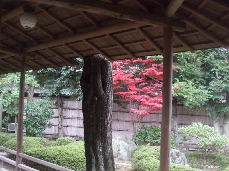 室内から紅葉を見るというのも粋な感じがする