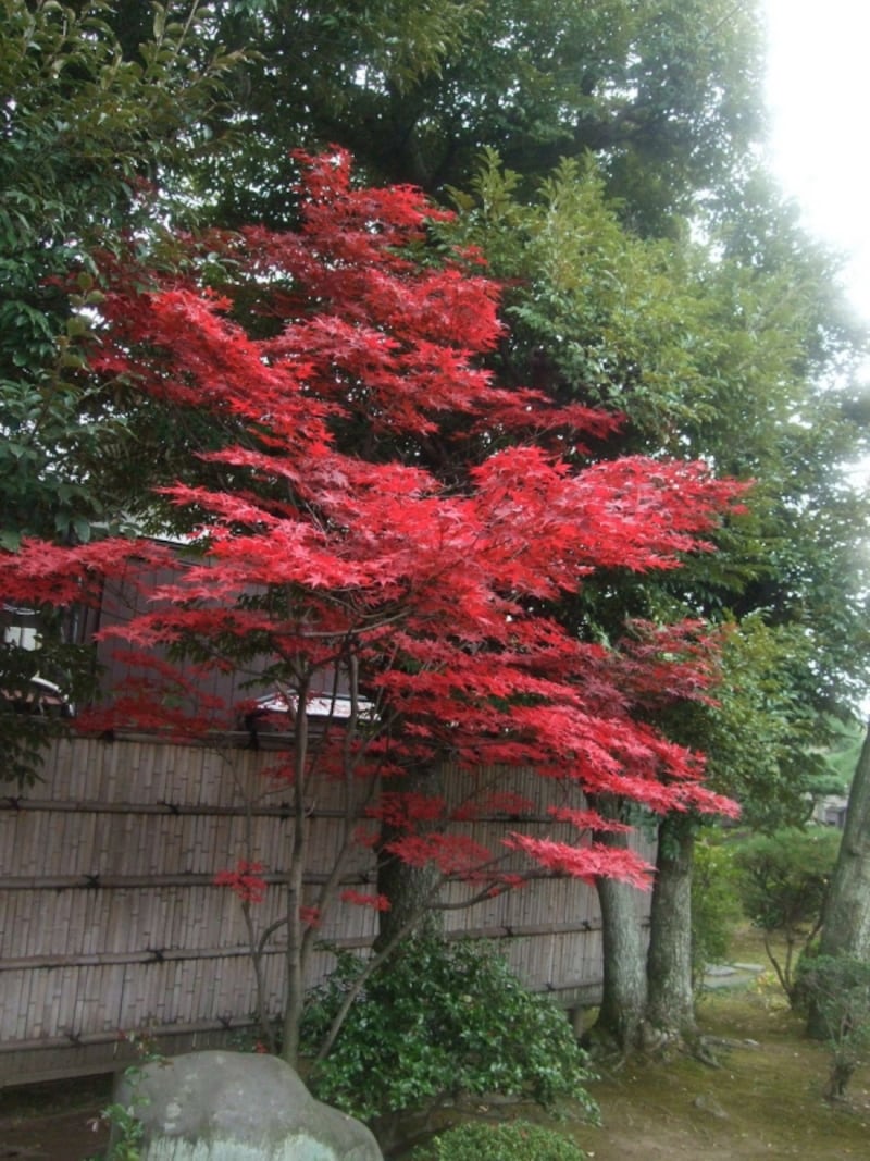 室内からこうして見ると雰囲気も違ってくる