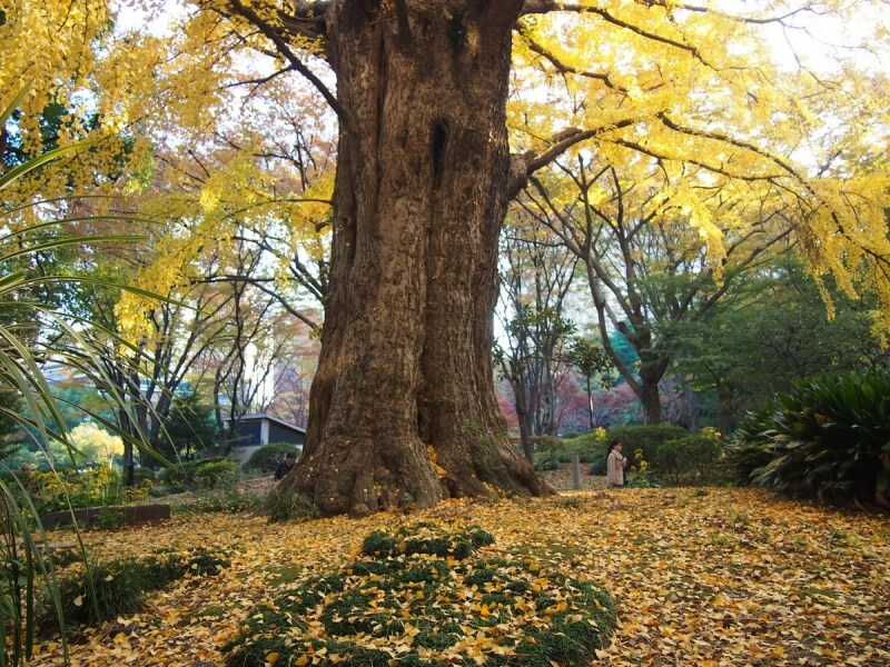 樹齢500年のイチョウ