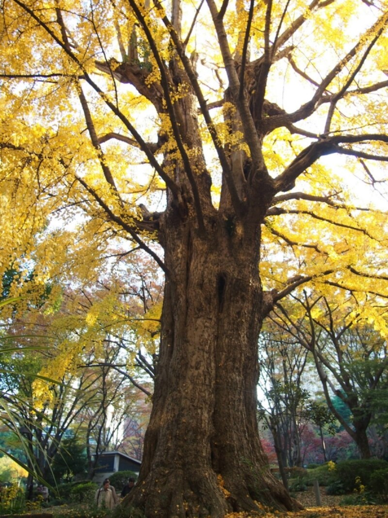 午後、西日が当たり、なんとも言えぬ色になる