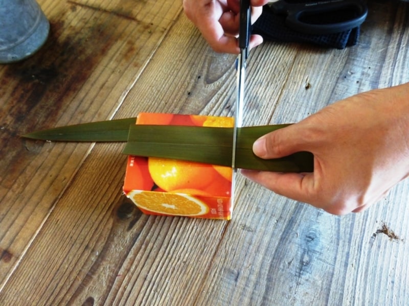 ニューサイラン写真