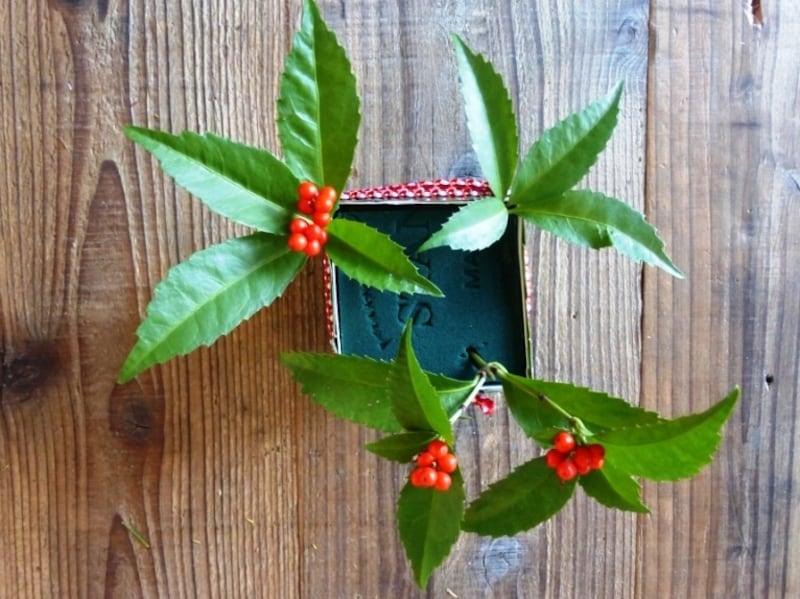 センリョウ写真