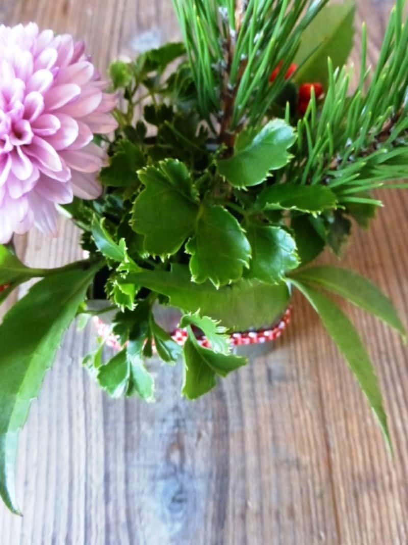 ポリシャス写真