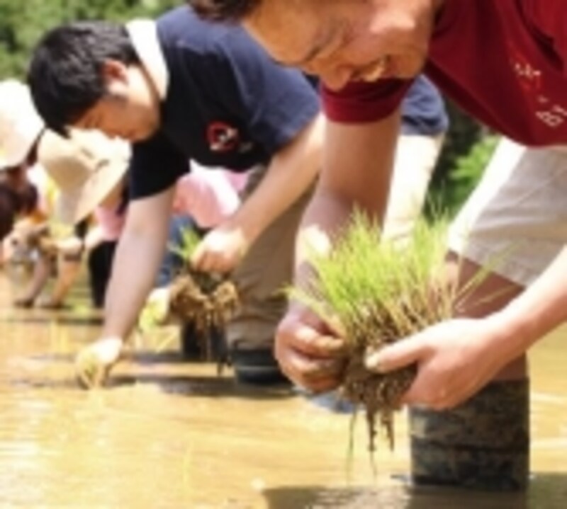 自社農園プロジェクト,八代目儀兵衛