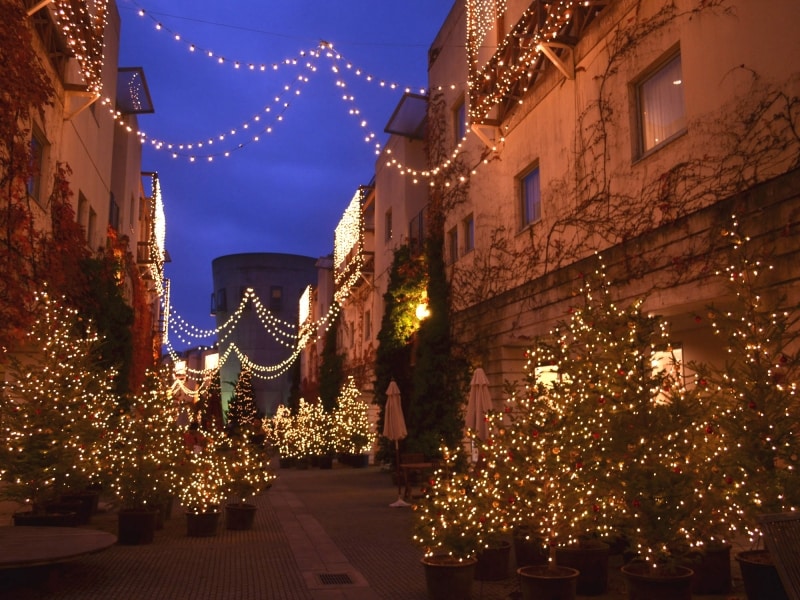 300本のモミの木が飾られる