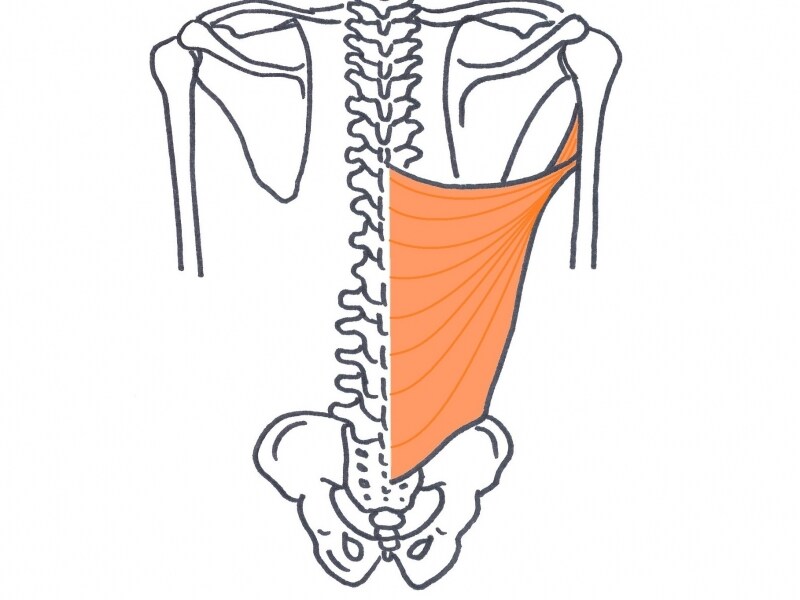 背中の大きな筋肉「広背筋」