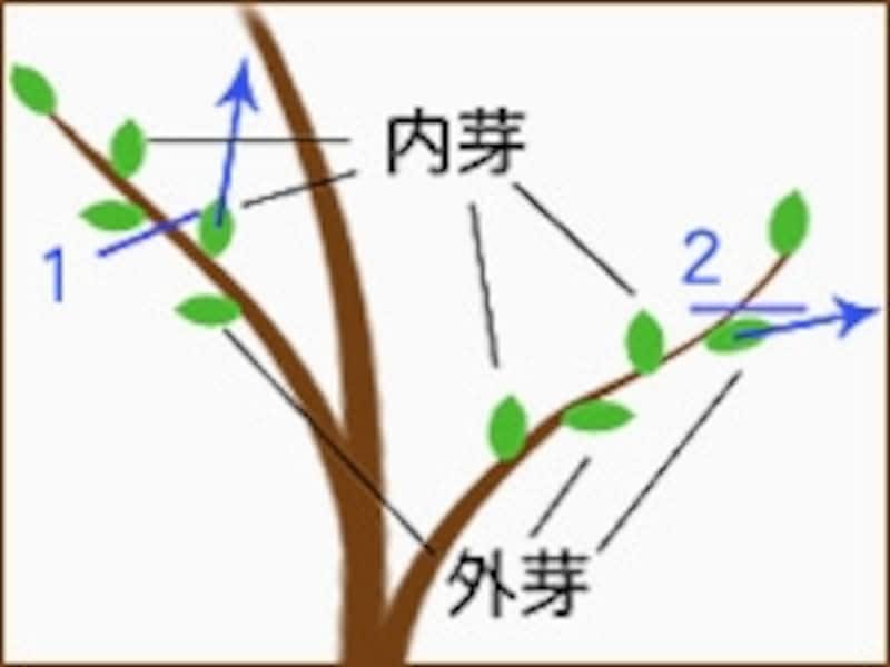 図2.枝を切る際、1で切ると内芽が伸びて不自然になる。2のように外芽を残すようにしよう